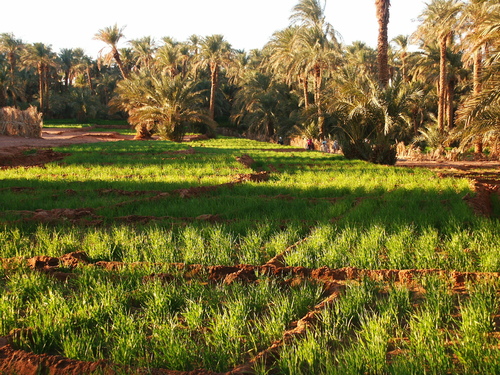 جولة ربيعية في تاغيت (جمال الصحراء الجزائرية) Oo63