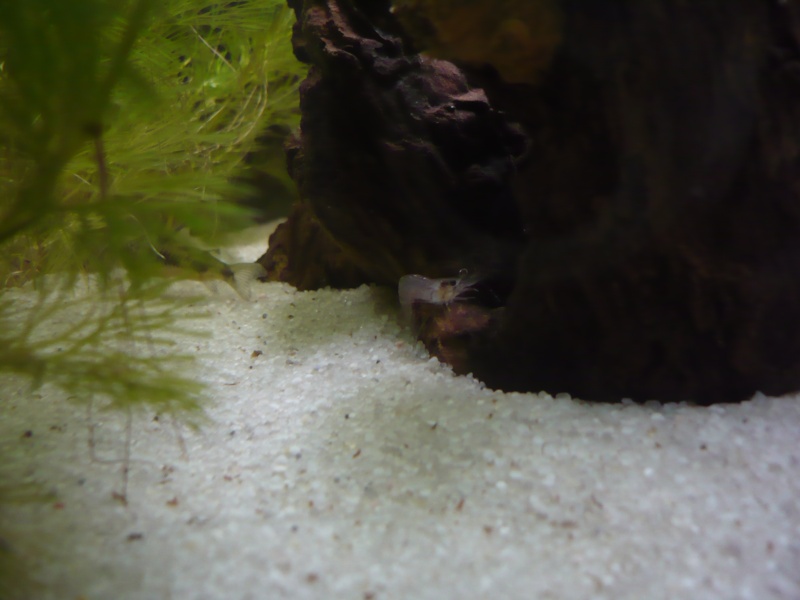Des nouvelles de mon aquarium Crevet11