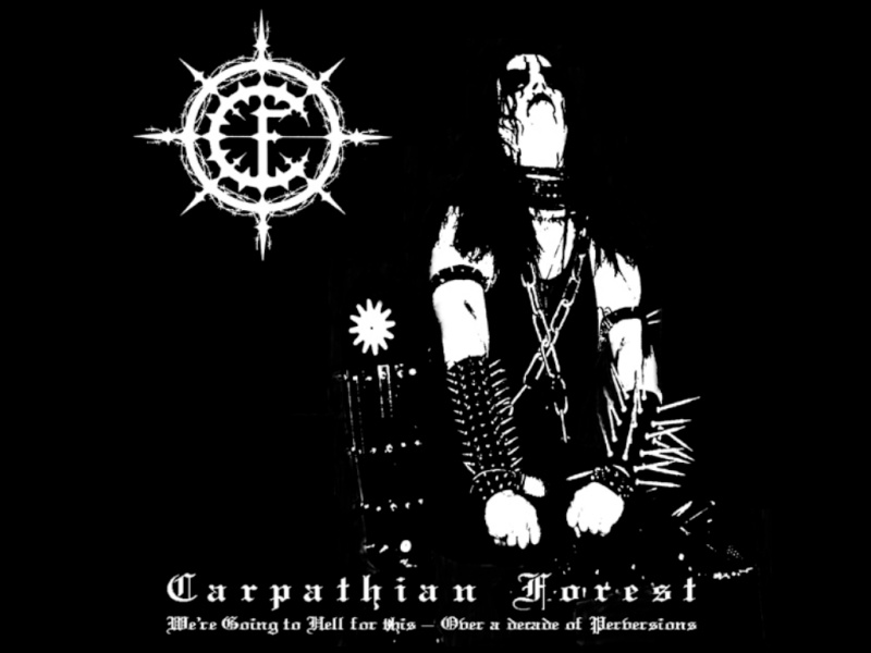 Carpathian forest Carpat10