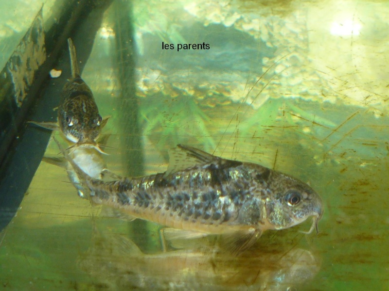  repro de corydoras paleatus P1010716