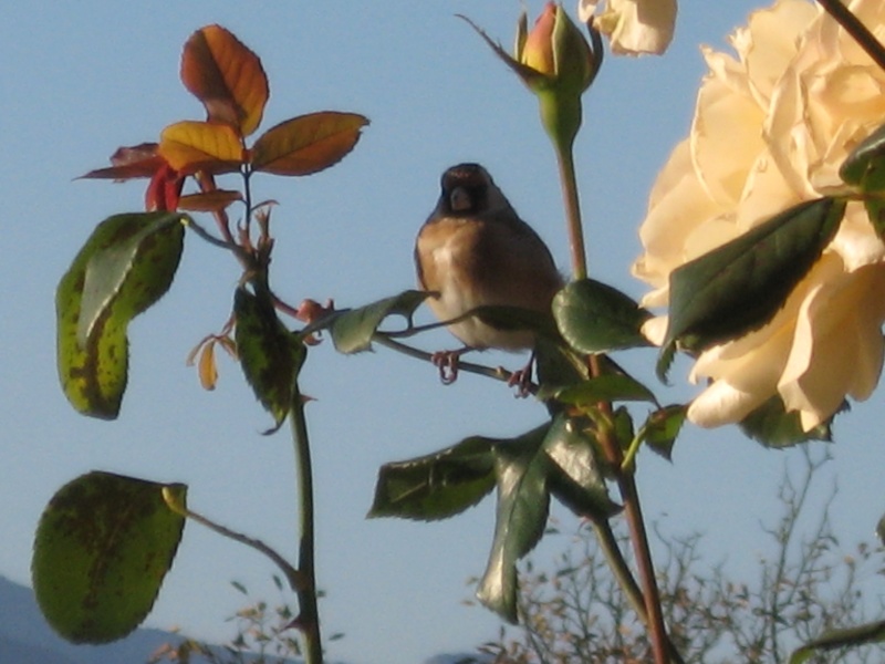 le royaume des rosiers...Vive la Rose ! 01410
