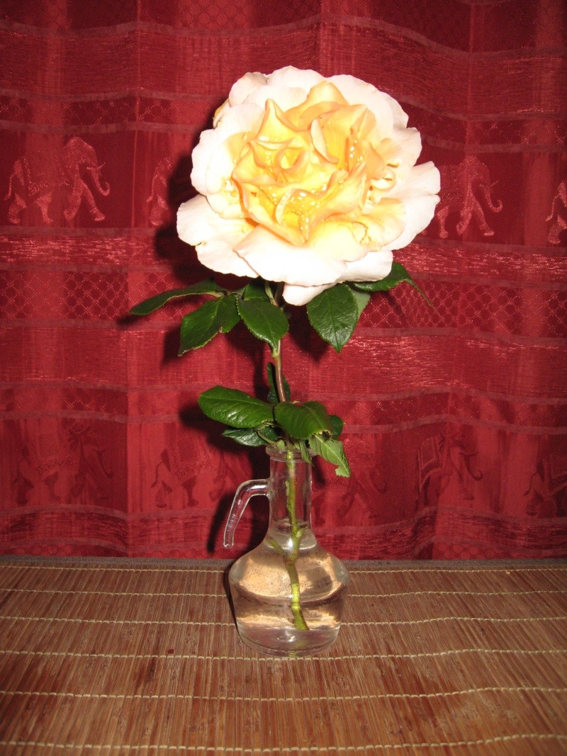 le royaume des rosiers...Vive la Rose ! Rose_j10