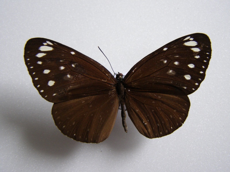 Papillon d'indoésie N)5 P1010031