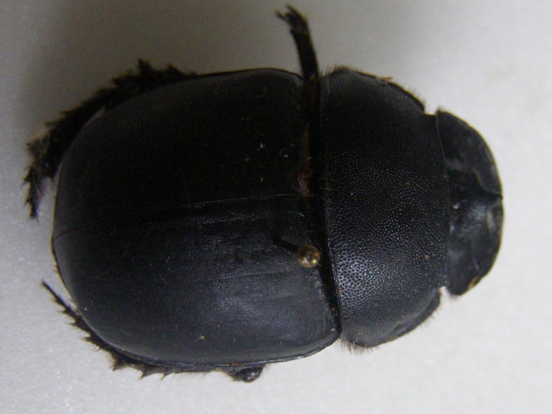 scarabées du Cambodge Catharsius molossus P1010036