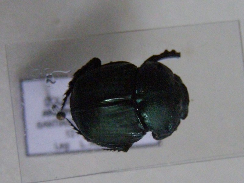 [Bolbites onitoides] scarabées d'Argentine P1010037