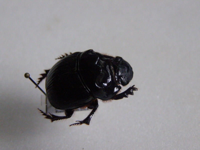scarabées de Guyane   P1010040