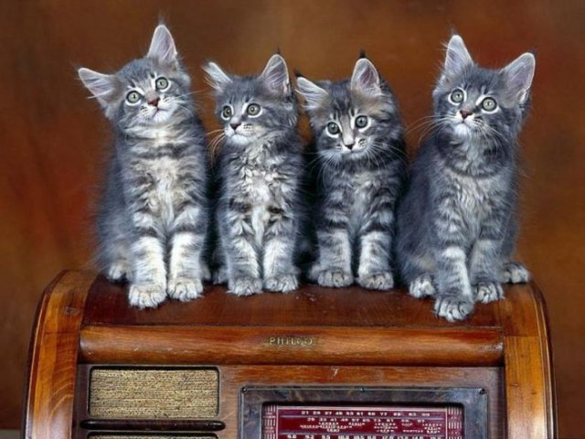 شاهد بالصور من اجمل الصور التي ستراها للقطط في حياتك :)    Very and cute Beautiful Kittens  1232