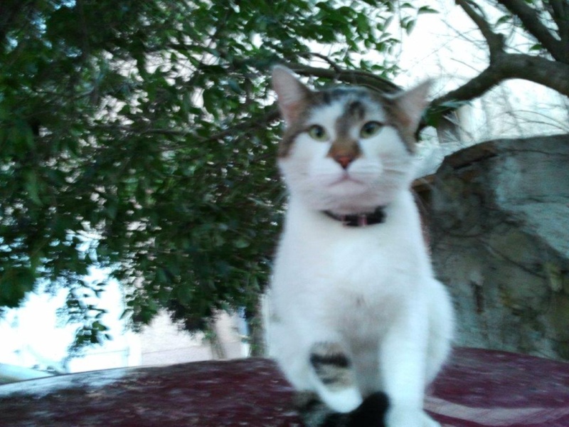 Trouvé chat(te)? robe blanche tachetée gris/marron, tâche sur le nez caractéristique, collier rouge Photo011
