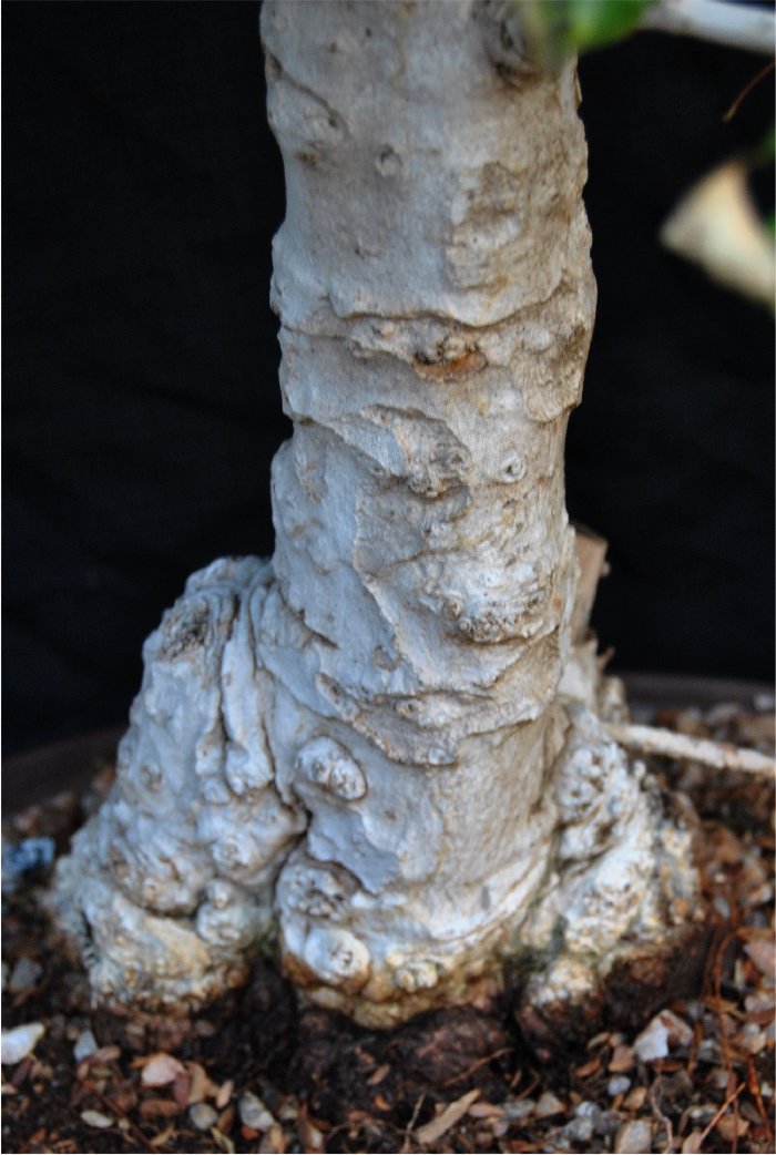 Lavender Tree (Heteropyxis natalensis) - Progression Textur10