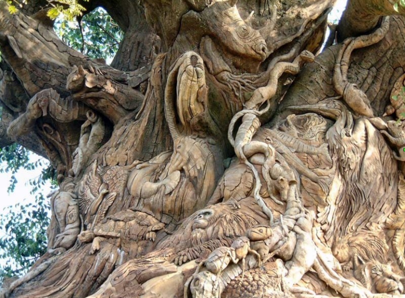 Люди живущие на деревьях. Амблхарабхара дерево. Необычные деревья. Странные деревья. Необычные корни деревьев.