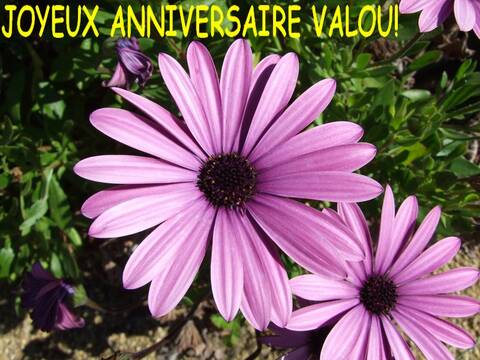 Joyeux Anniversaire Valou Joyeux Anniversaire Valou