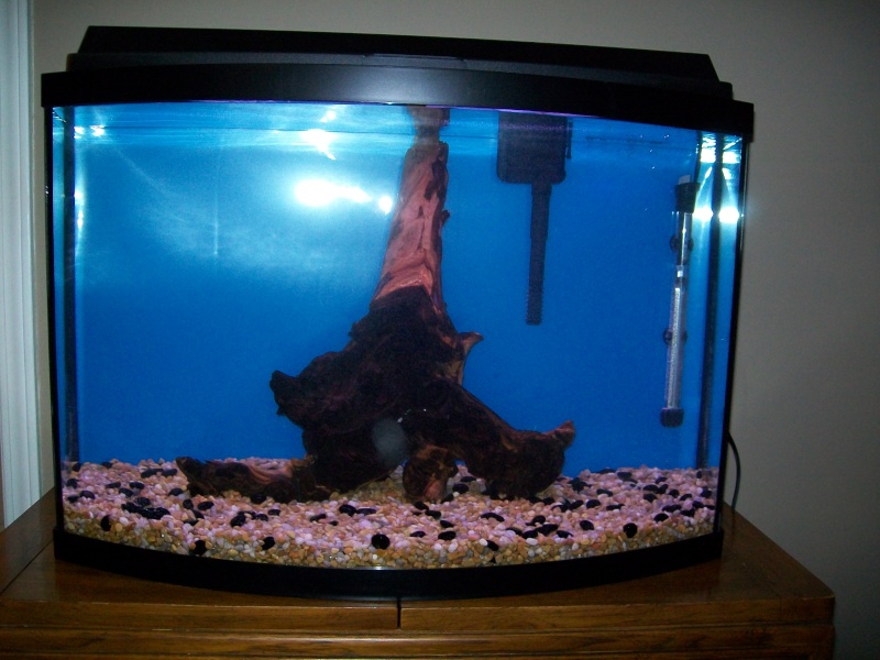Bought our new tank!  Excitment abounds!! Tank510