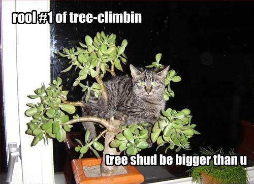 Now I can haz a  lol catz thread Tree10