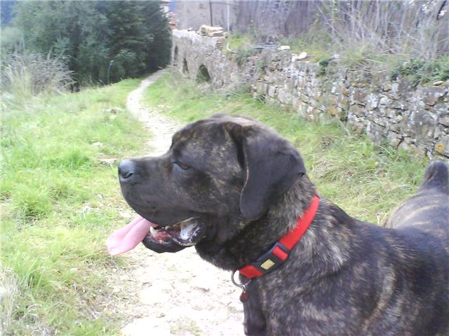 DIEGO - Cane corso mâle - 14 mois - (11) Getatt33