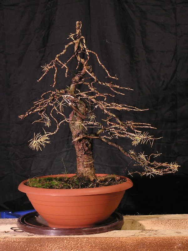 Larch - Larix decidua - "UNCMUNC" 2009_p11