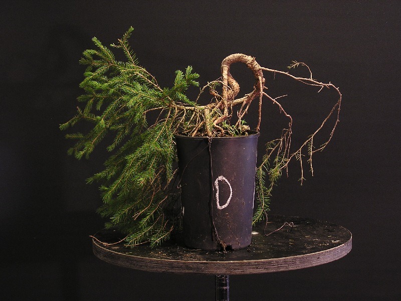 Young spruce- picea abies - young 1 Paed_t13