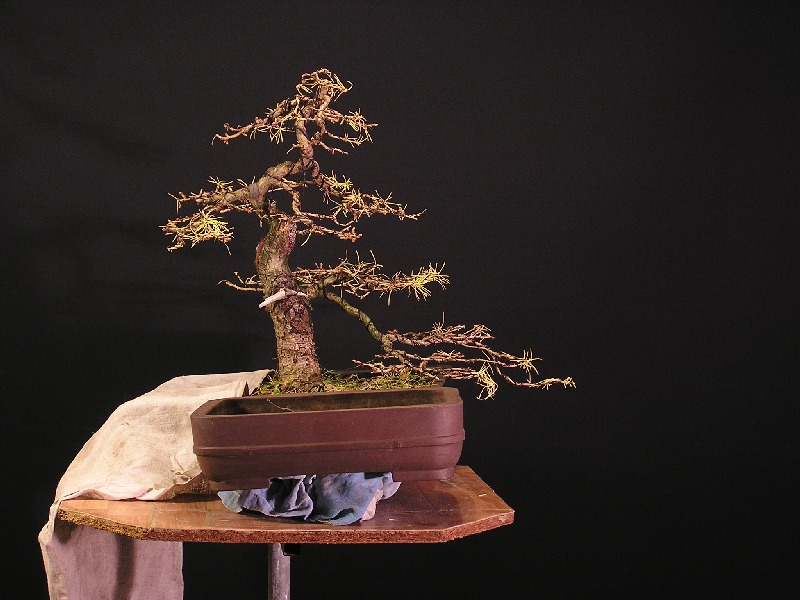 Larch - Larix decidua - "UNCMUNC" Zkouak10