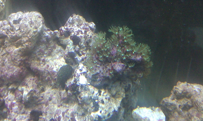 Assorted coral pics Imag0013