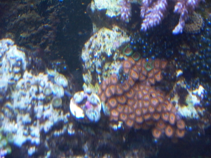 Assorted coral pics Superm11