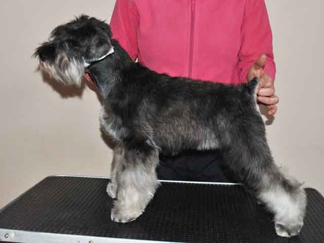 GREY TETIS Kennel - mini ps female FOR SALE! Ivi210