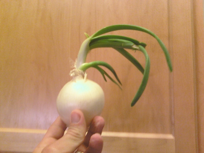 Onion Onion_10