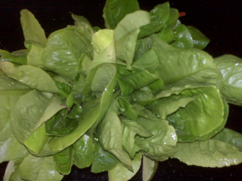 First Harvest Firsth10