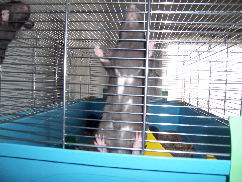 2 ratons à l'adoption (78) Male5110