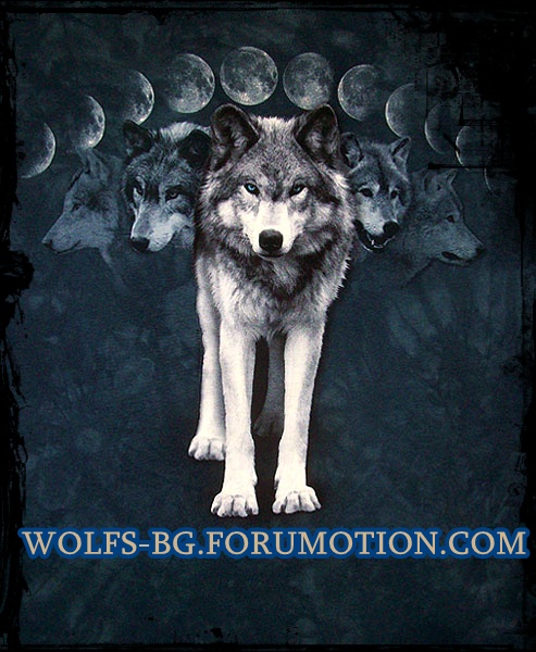 Арктически вълк (Canis lupus arctos)