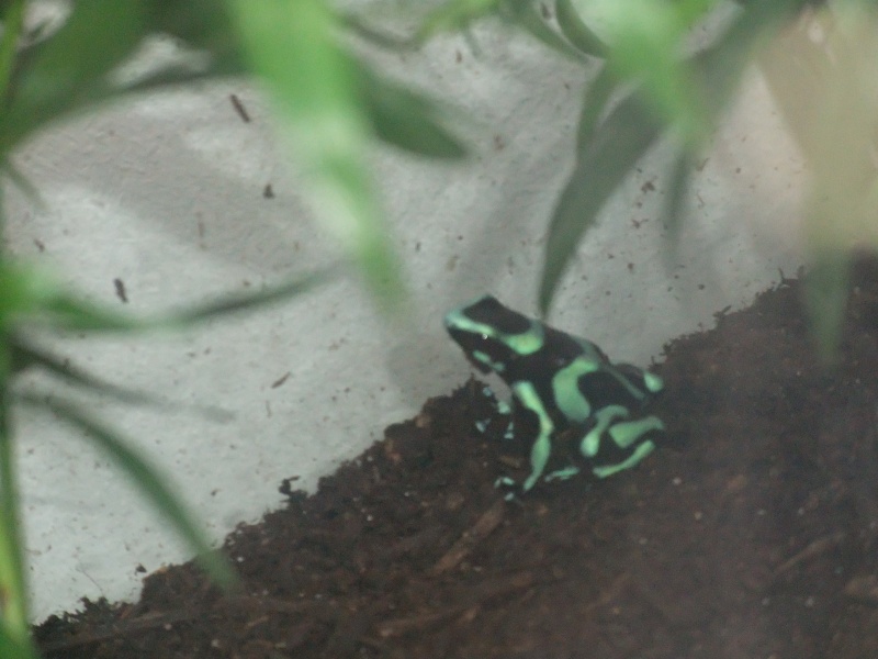 voila ma petite dendrobates Dscf1710