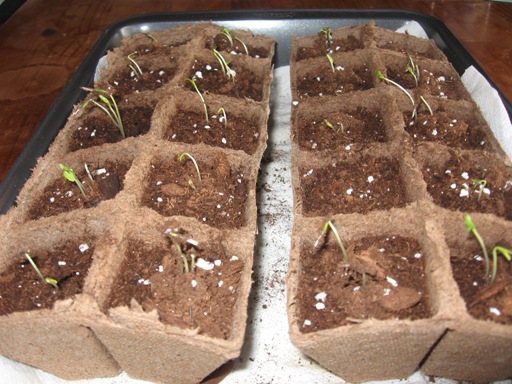 Help with growing Marigolds from seed Marigo10