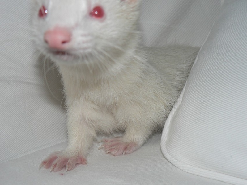 Abba, furette albinos renommée Nami - Adoptée par Yuko - Page 3 Nami_l10
