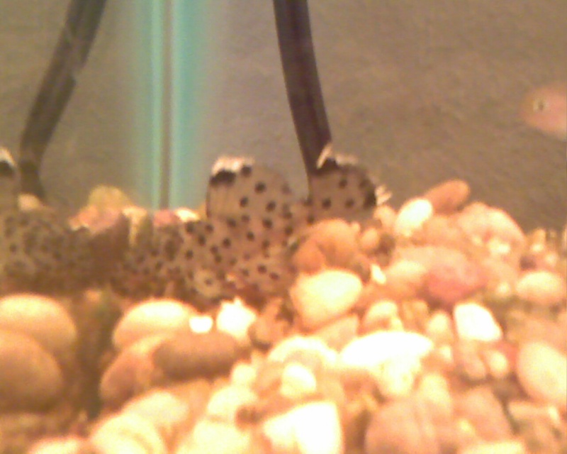 My New Sultan Pleco! Image_49