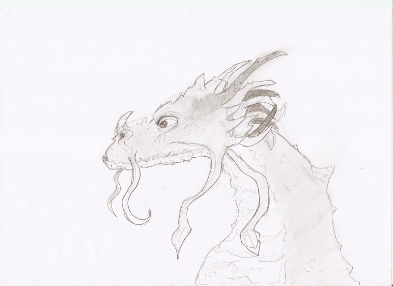 profil d'un dragon Dragon11