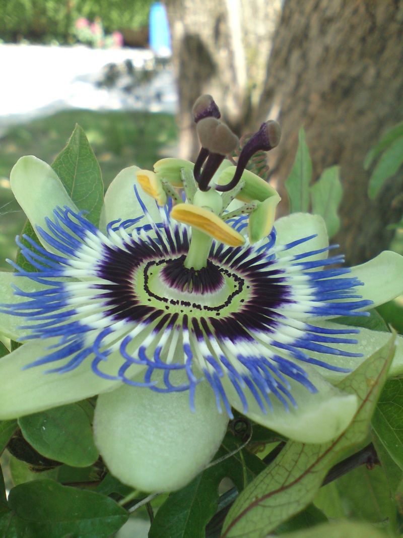 une merveille (Passiflora caerulea) Dsc02413