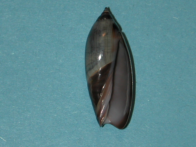 Agaronia propatula (Conrad, 1849) Agaron18