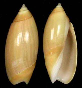 Agaronia griseoalba (Martens, 1897) Agaron30