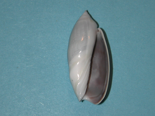 Agaronia griseoalba (Martens, 1897) Agaron31