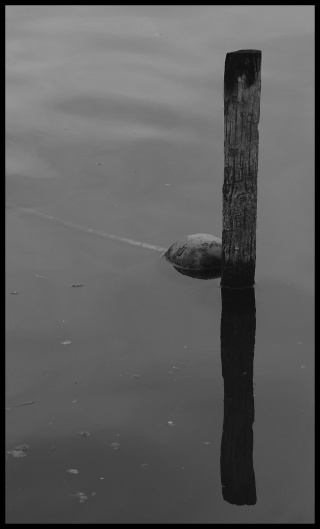 truc truc dans l eau et bouboule qui flottent plus .... P1070020