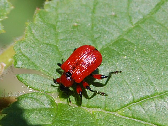 [Apoderus coryli] identification Csc_0020