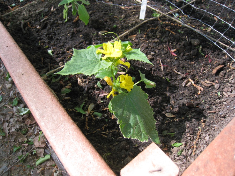 Flowering cucumber plant - bad? Img_2610