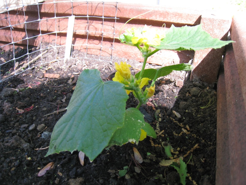 Flowering cucumber plant - bad? Img_2611