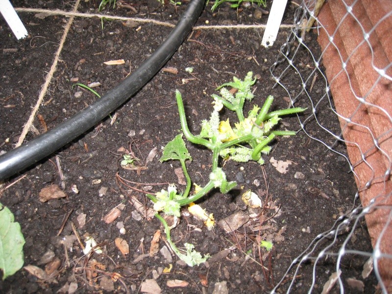 Will my cucumber plant recover? Img_2811