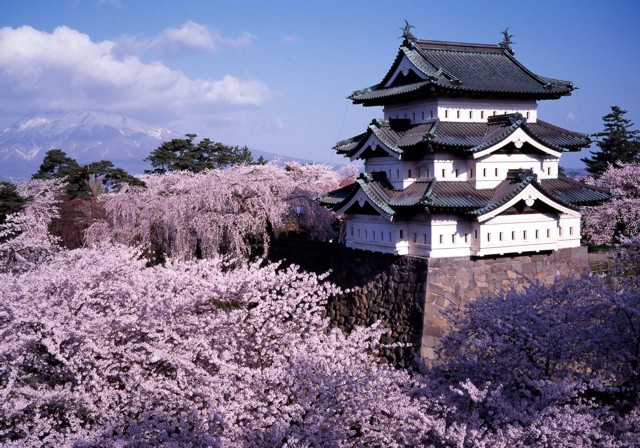 [Japon] - Les Sakuras 桜, les cerisiers symbole d’une nation Shinob10