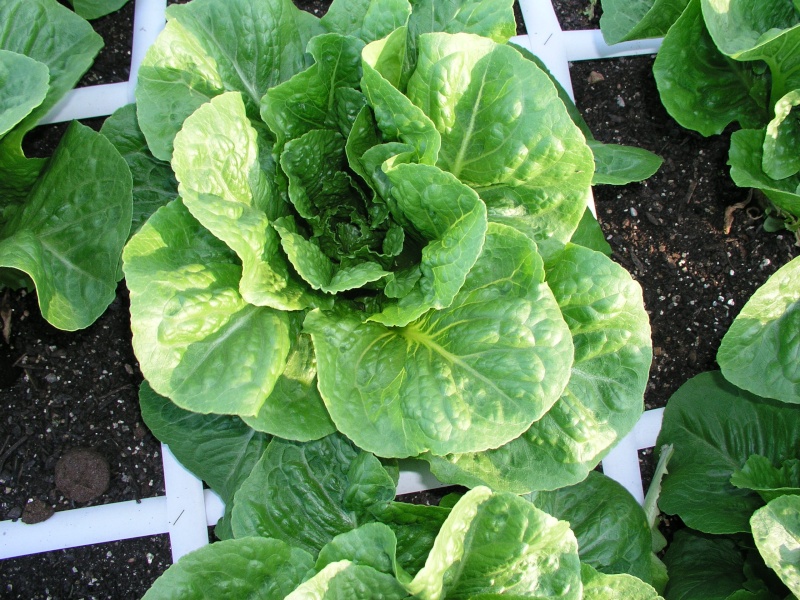 APHIDS!!!!!!!!!!!!!!!! Lettuc10