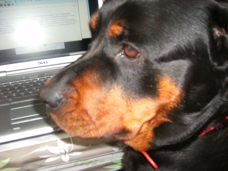CHINA - Femelle rottweiler LOF 2 ans - cat 2 CM (Narbonne) Chaina11