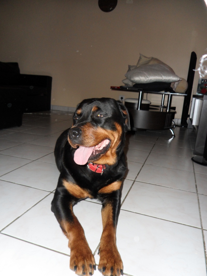 CHINA - Femelle rottweiler LOF 2 ans - cat 2 CM (Narbonne) Sam_5811