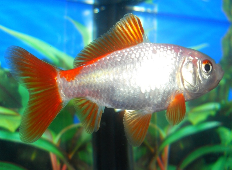 Variedades de Goldfish (Carassius Auratus) Comn410