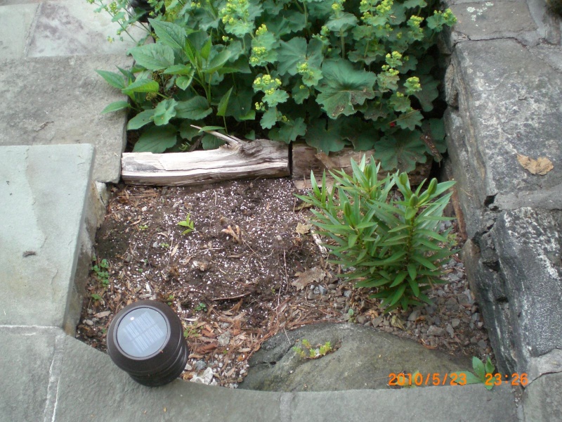 My Patio Garden  :) Garden18