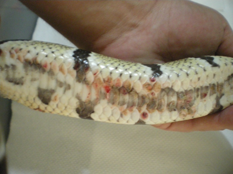 ball python blister disease Imgp1217