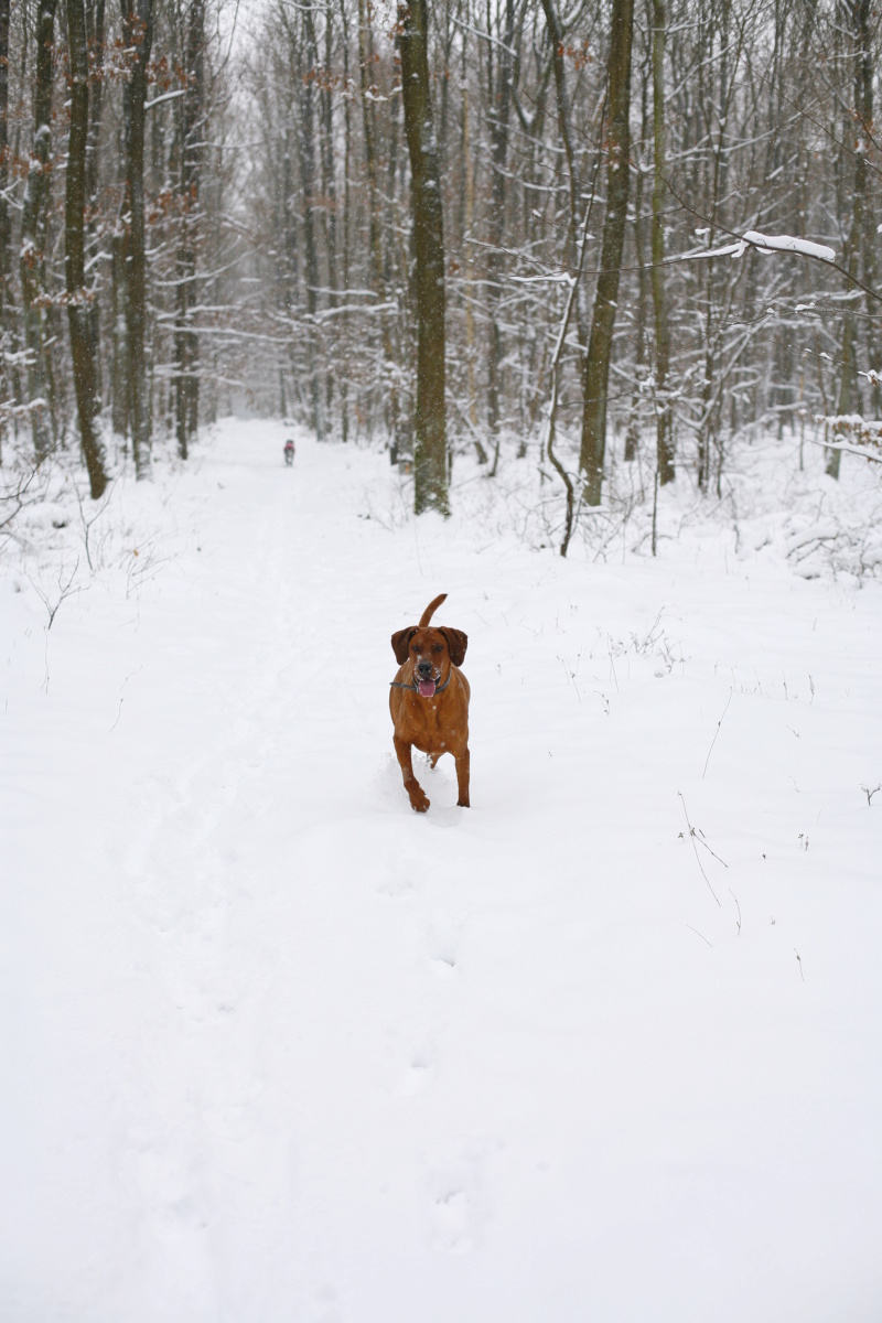 Yuka croisée Dobermann (91) ADOPTÉE   _mg_3416